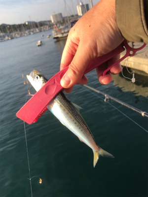 アジはいないが、イワシが乱舞！しかし、イワ…