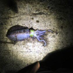 やっぱり楽しい