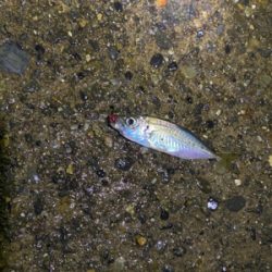 極寒の短時間アジング