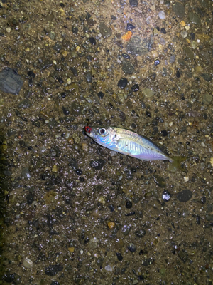 極寒の短時間アジング