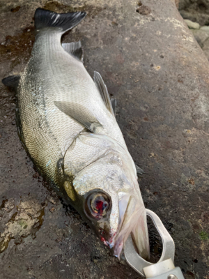 サラシの中のヒラスズキ！！