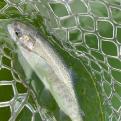 エリアトラウト