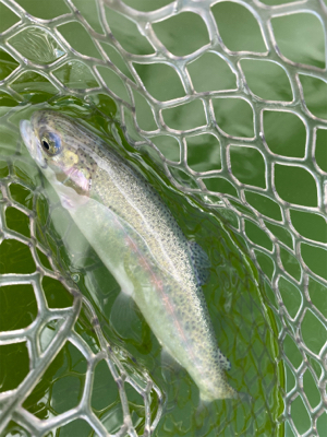 エリアトラウト