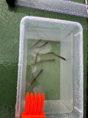 余呉湖　ワカサギ