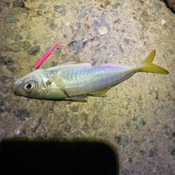 寒い中、なんとか釣れました〜