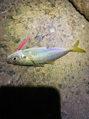 寒い中、なんとか釣れました〜