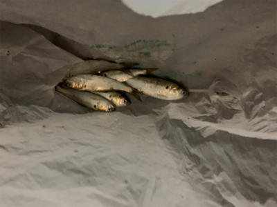 サッパ　コノシロ