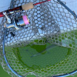 服部緑地 エリアトラウト 管釣り