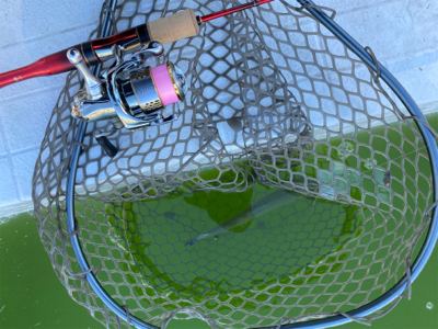 服部緑地 エリアトラウト 管釣り