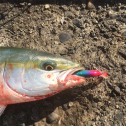 ナブラ打ち成功です！