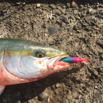 ナブラ打ち成功です！