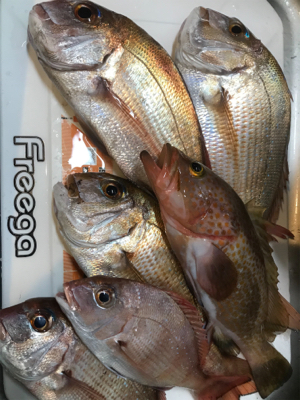 今年ラストの一つテンヤ