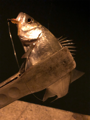 1人より仲間と釣るのが楽しみ