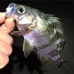 明石でメバリング