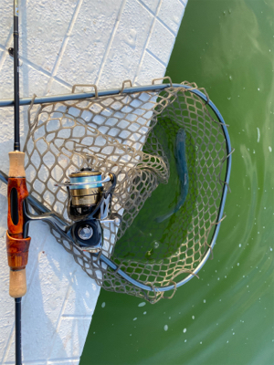 服部緑地　満員です。