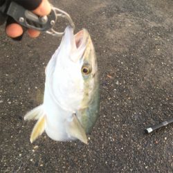 今日もツバスは絶好調！