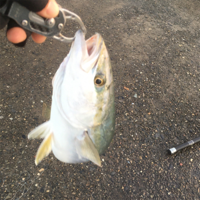 今日もツバスは絶好調！
