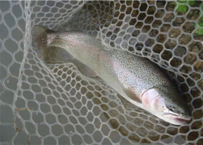 エリアトラウト