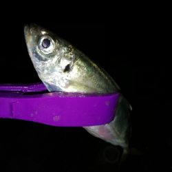 爆風&極寒アジング