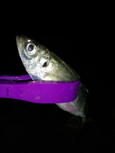 爆風&極寒アジング