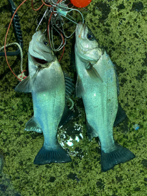 朝マズメにヒラスズキ釣果！！