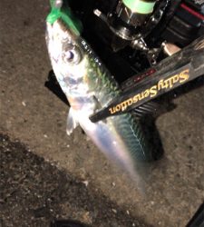 仕事帰りアジングナイト(プチ入れ食い)