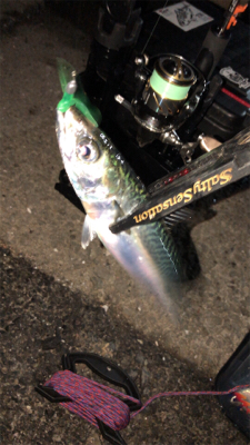 仕事帰りアジングナイト(プチ入れ食い)