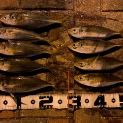 シャローフリークF