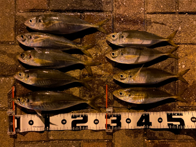 シャローフリークF