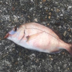 冬のちょい投げ