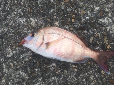 冬のちょい投げ