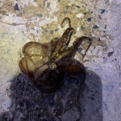 アジングでイイダコ笑