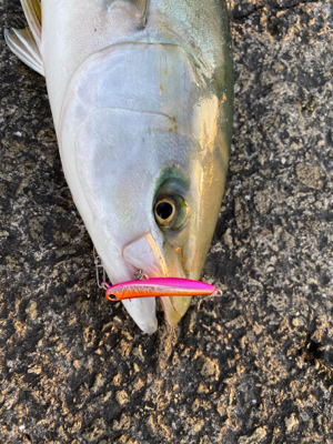 4ヶ月ぶりの青もん