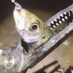 ちょろっとアジング