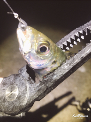 ちょろっとアジング