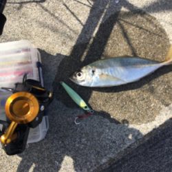 アジ25センチ。。