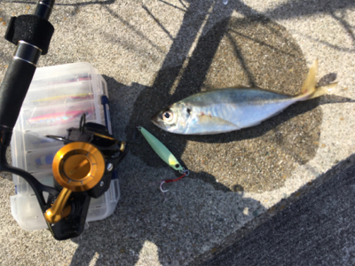 アジ25センチ。。