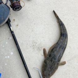 風にも負けずフラット修行