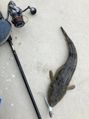 風にも負けずフラット修行