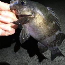 メバリング好調