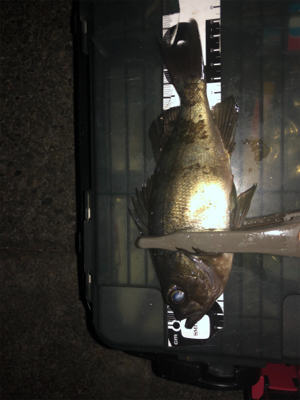 中アジと中メバル