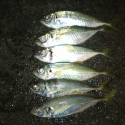 今日も爆風アジング