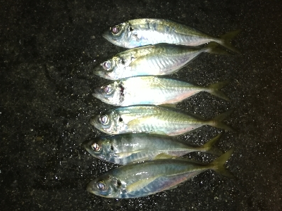 今日も爆風アジング