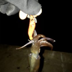 久しぶりにヒイカ釣れた(^.^)