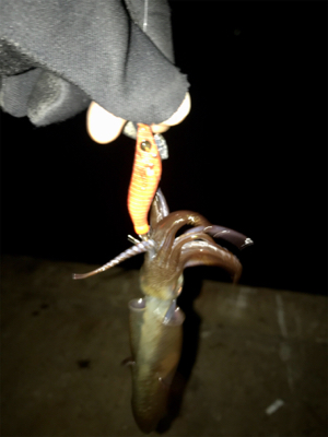 久しぶりにヒイカ釣れた(^.^)