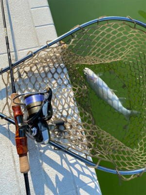 プールトラウト