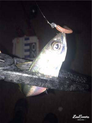 シゴオワアジング