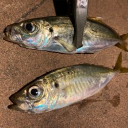 「釣り納め」のつもりで行ったのに！