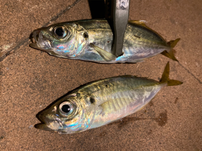 「釣り納め」のつもりで行ったのに！