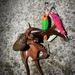 タコ釣り